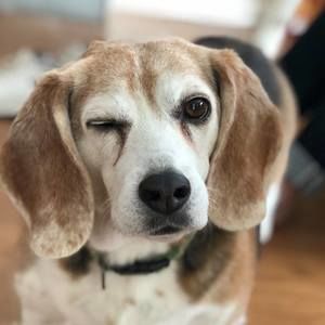 Meet your Posher, Steve